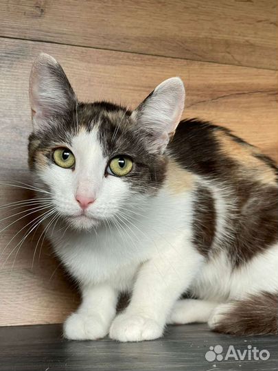 Марта в поисках дома