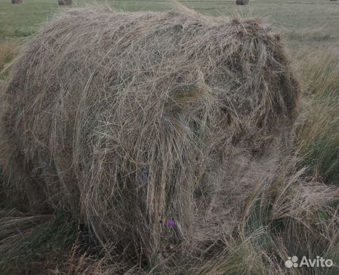 Сено тюковое