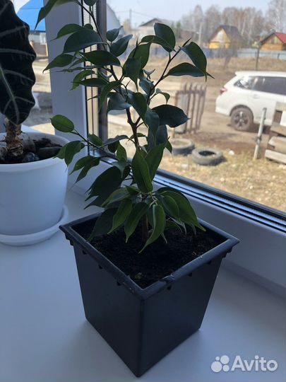 Фикус бенджамина