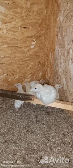 Индюшата биг 6