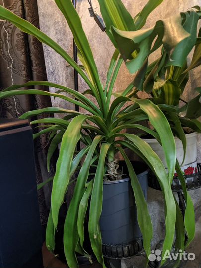 Комнатные растения цветы