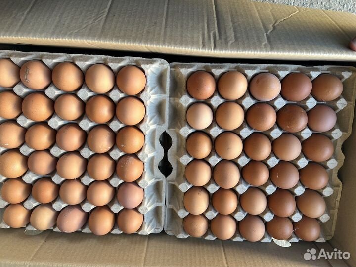 Яйцо куриное оптом