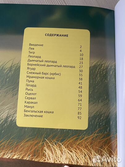 Энциклопедия дикие кошки