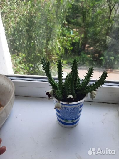 Кактус цветущий