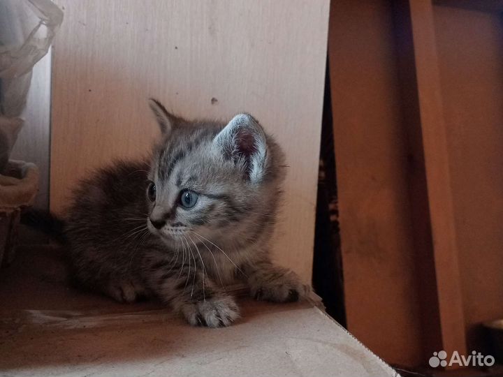 Котики ищут домик (себе)