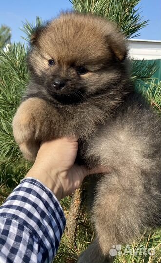 Шпиц мальчики