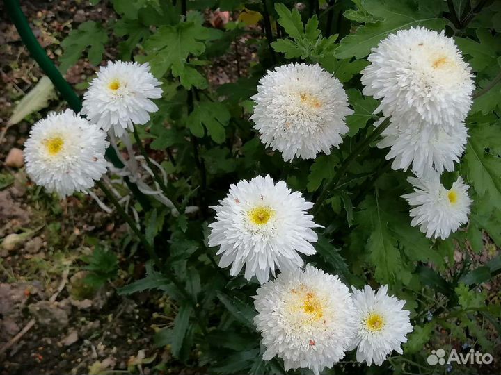 Цветы гортензия,примулы,спрашивайте