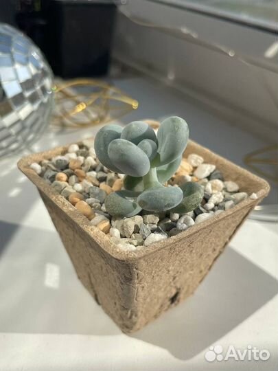 Суккуленты