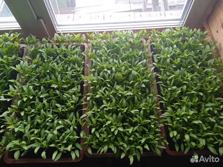 Рассада помидор и перцев, баклажанов