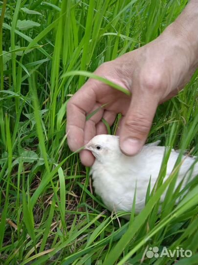 Перепела суточные