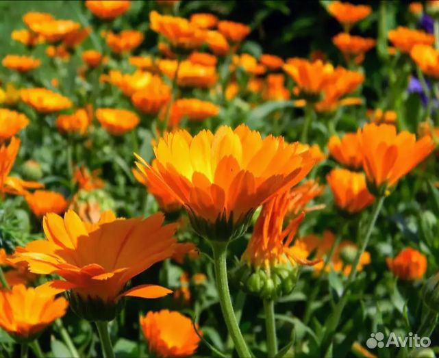 Вербейник. Ноготки. Золотой шар