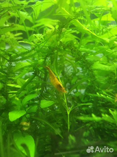 Аквариумные креветки, мох, сом