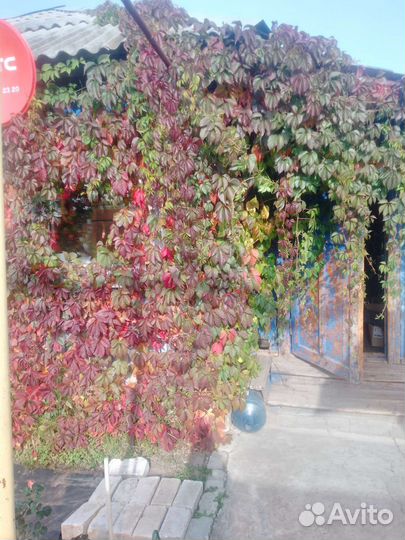 Виноград девичий