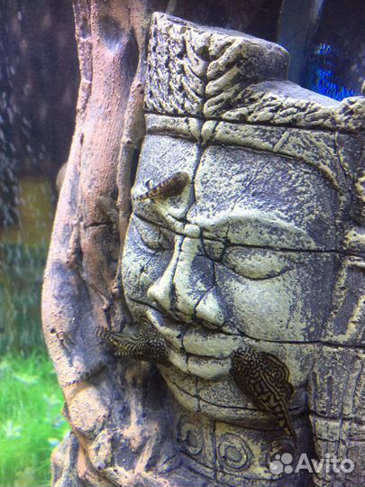 Псевдоскат (севилья)