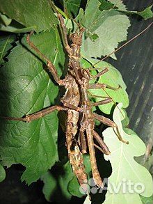 Палочники Trachyaretaon brueckneri