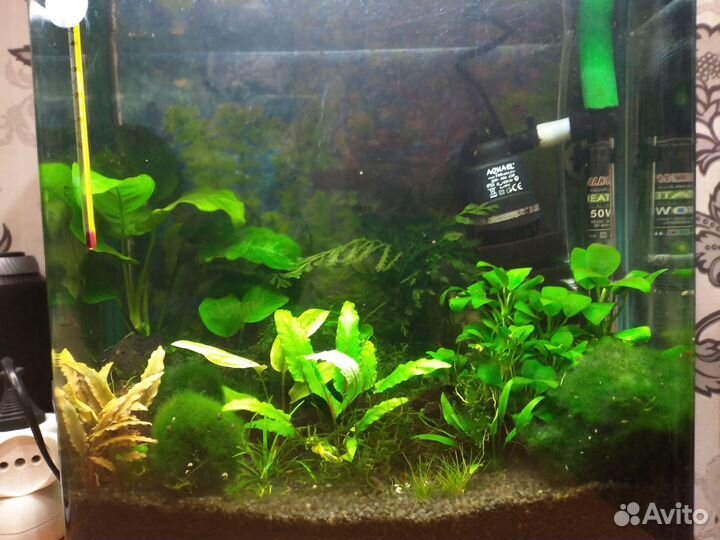 Аквариум со всем содержимым