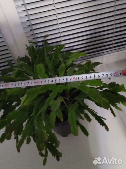 Декабрист шлюмбергера