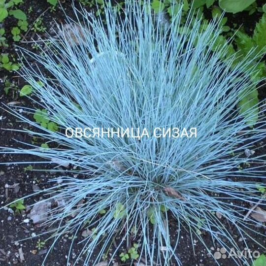 Многолетники для сада