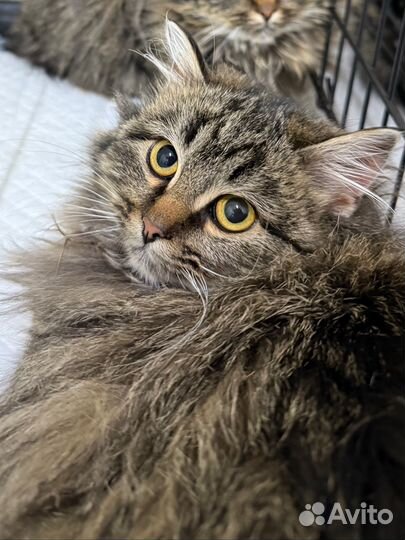 Кошечка Джоанна