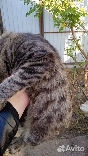 Котик 4 месяца метис