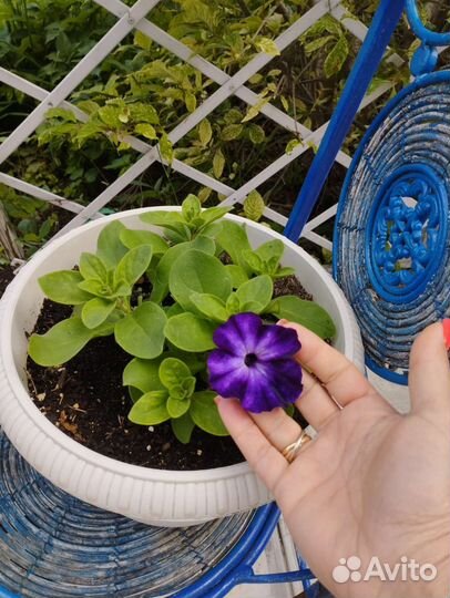 Колеус, дихонтра, петуния вегет. Грозовое небо