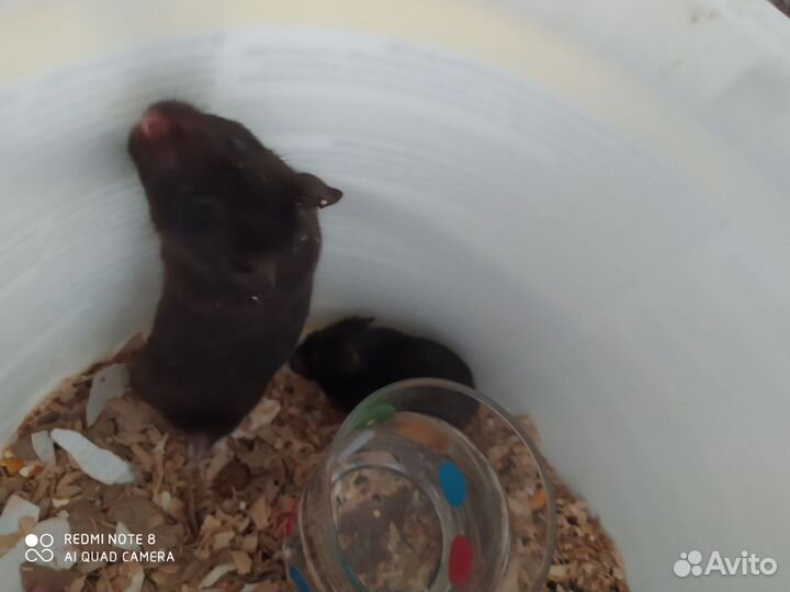 Песчанка, мышки, крыски Дамбо