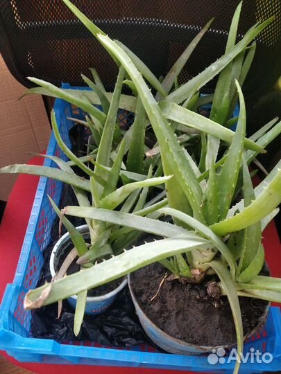 Алоэ вера растение