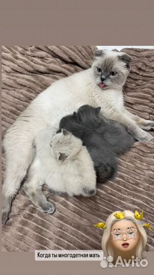 Шотландская вислоухая