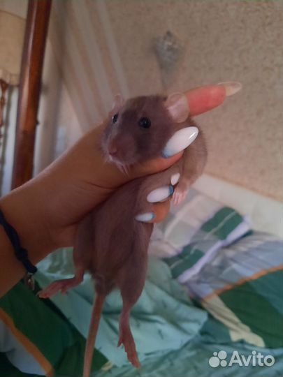 Крыски бесплатно