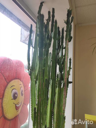Большой кактус