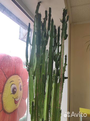 Большой кактус