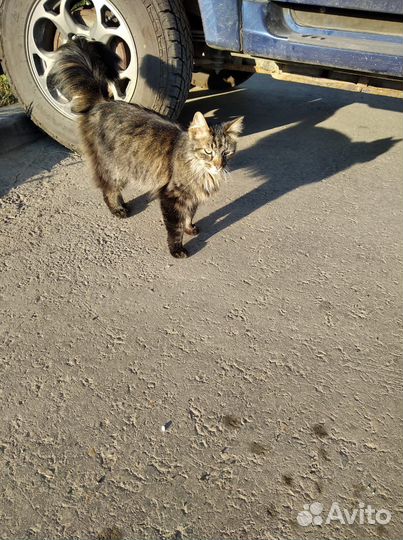 Кошка в добрые руки