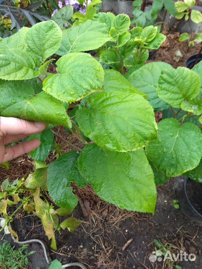 Гортензия Анабель