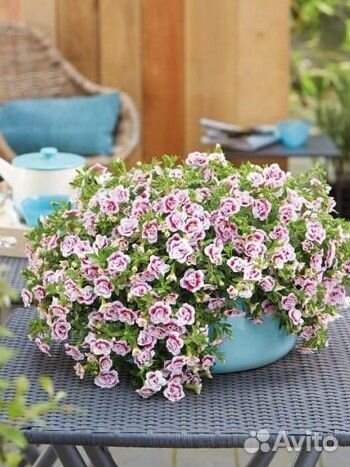 Калибрахоа