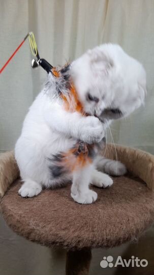 Шотландская вислоухая девочка