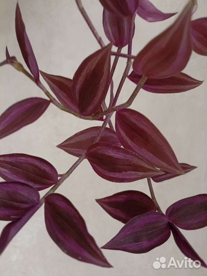 Традесканция зебрина перпл Джой