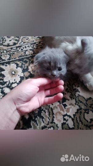 Шотландские котята