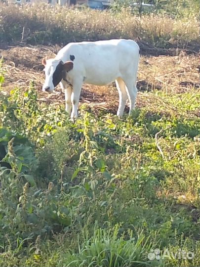 Продам телку