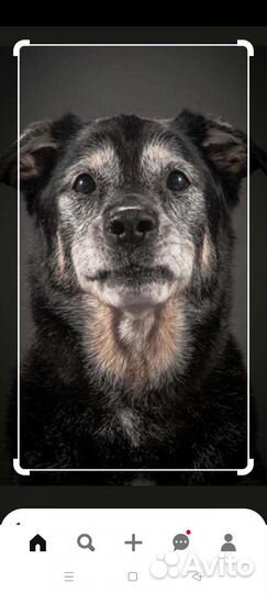 Усыпление животных выезд на дом