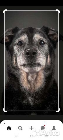 Усыпление животных выезд на дом