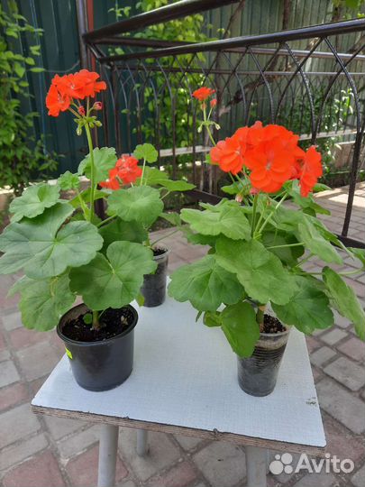 Пеларгония герань зональная