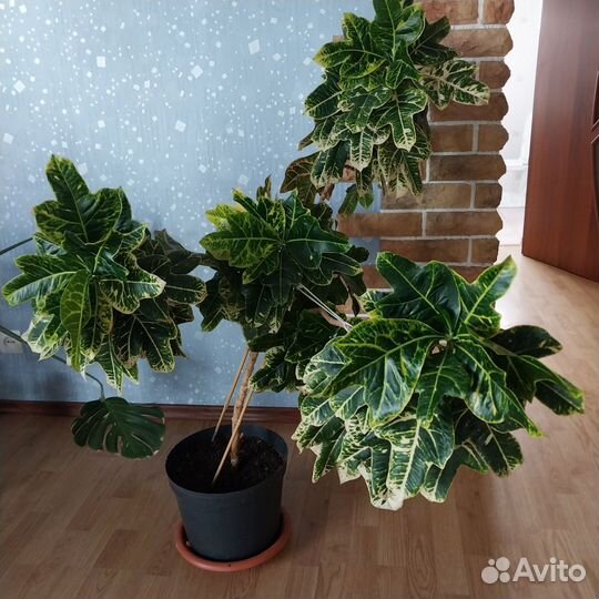 Комнатные растения цветы