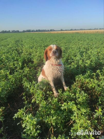 Вязка Бретонский эпаньоль
