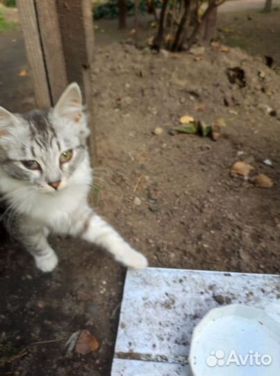 Котята дворовые