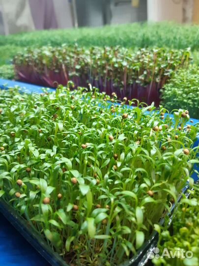 Микрозелень