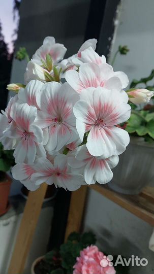 Продам цветы комнатные