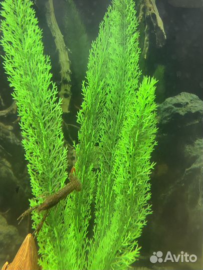 Продаются раки аквариумные