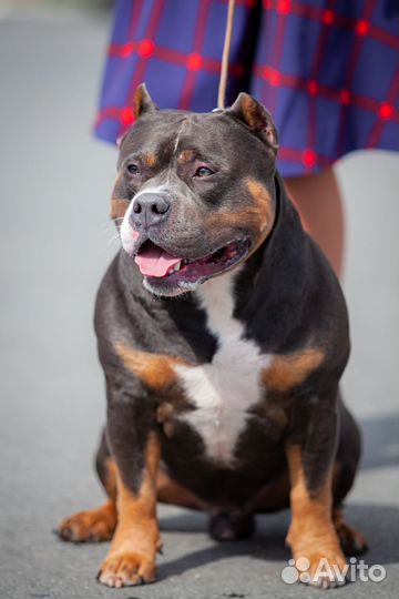 Американский булли Иракли открывается на 2 вязки