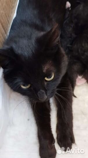 Кошка с котятами