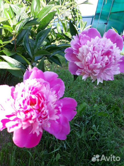 Саженцы жимолости плодовой и винограда